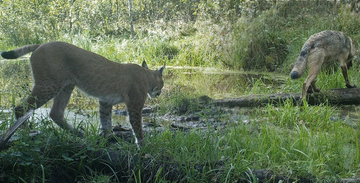 Changes in the wolf reproduction rate and packing pattern with the increase in the lynx population&nbsp;density