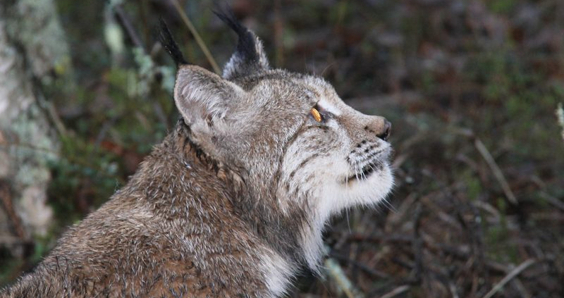 Investigation on the lynx population biology (general&nbsp;information)