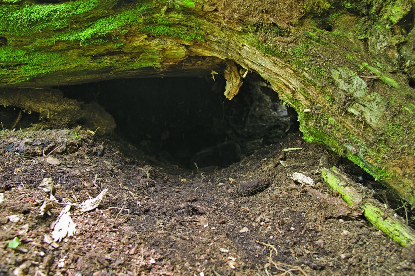 воўча логвішча пад вываратам