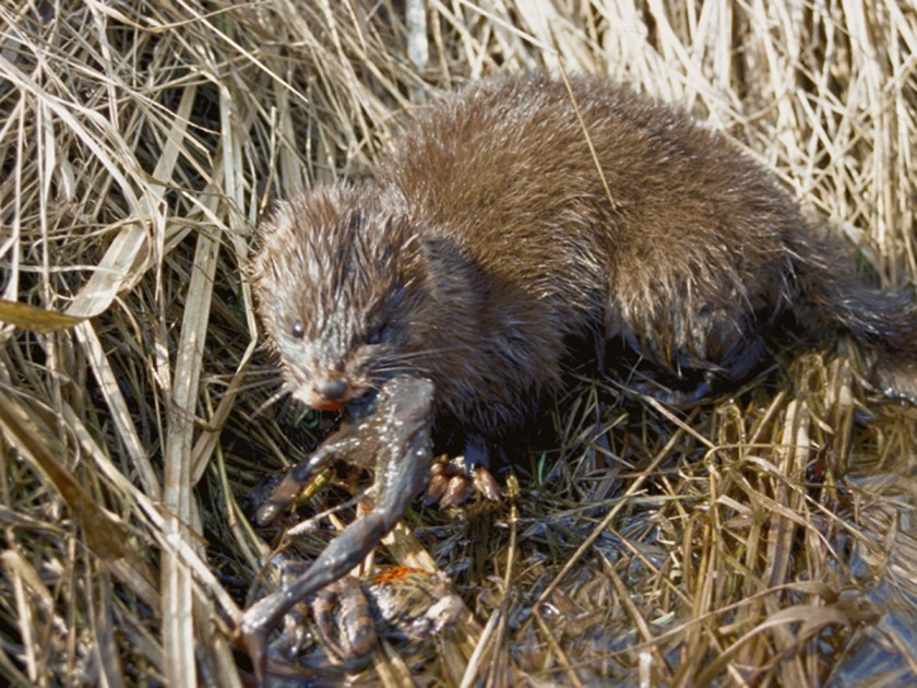 The European mink