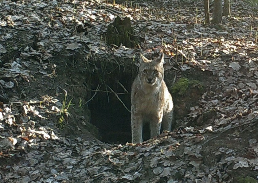 0829:042017:-6C:3012:CAMERA1:6E[117:0207]G[016:0x000f]
