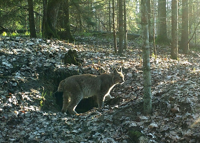 0830:042017:-5C:3012:CAMERA1:6E[117:0207]G[016:0x000f]