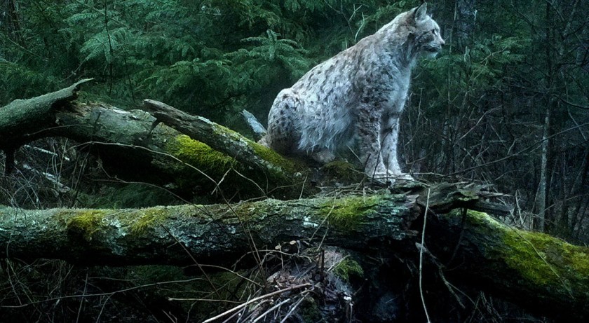 0728:032617:-1C:2946:CAMERA1:7