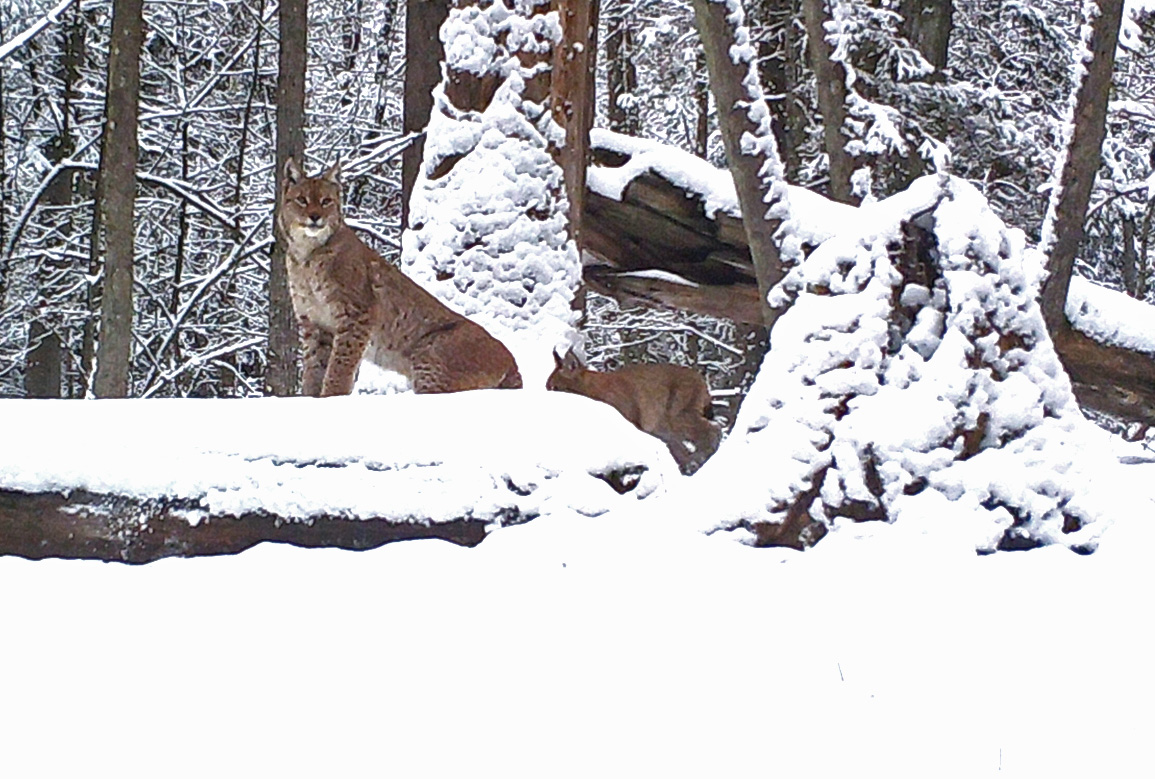 Social behaviour in lynxes in non-mating&nbsp;season