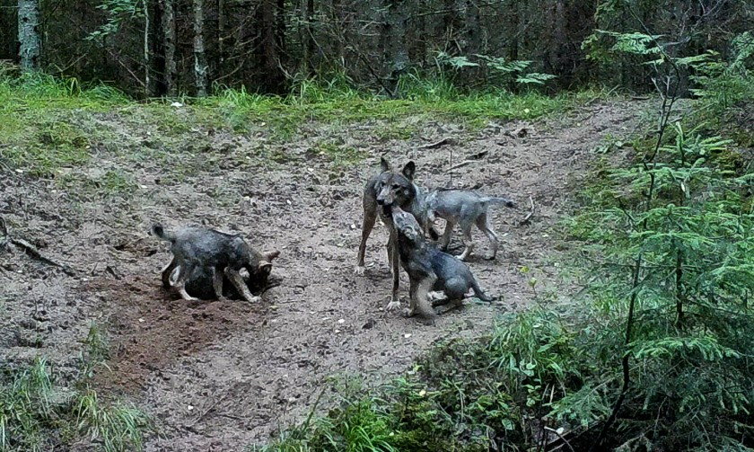 0550:073017:11C:2950:CAMERA1:2E[072:1460]G[072:0x00f6]