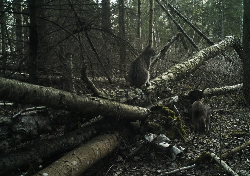 Lynx kits in treefall that were left by their mother which went for mating