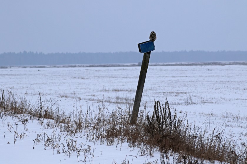 Short-eared owl