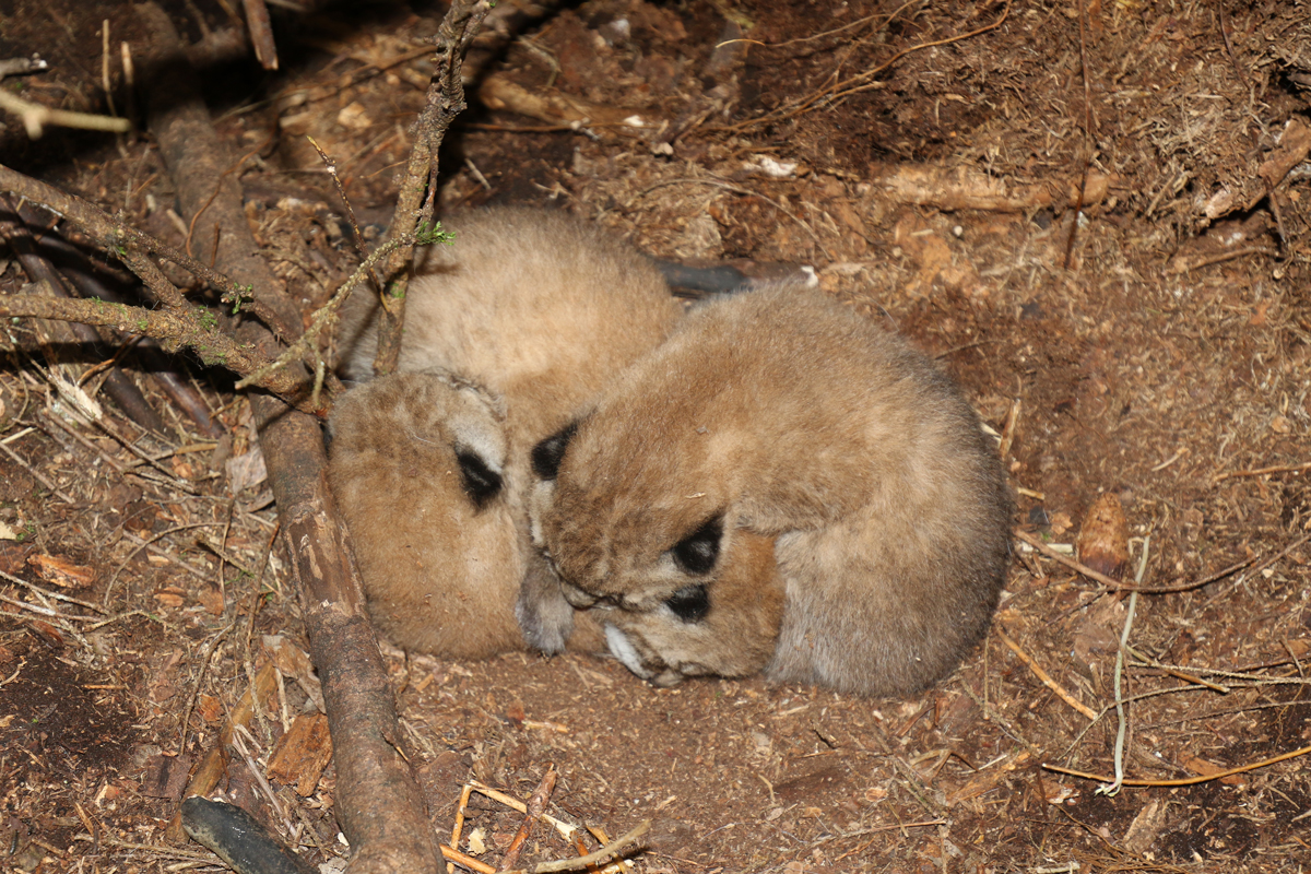 Trends in the denning behaviour of the wolf and lynx in connection with the changes in the vertebrate community in Naliboki Forest (north-western&nbsp;Belarus)