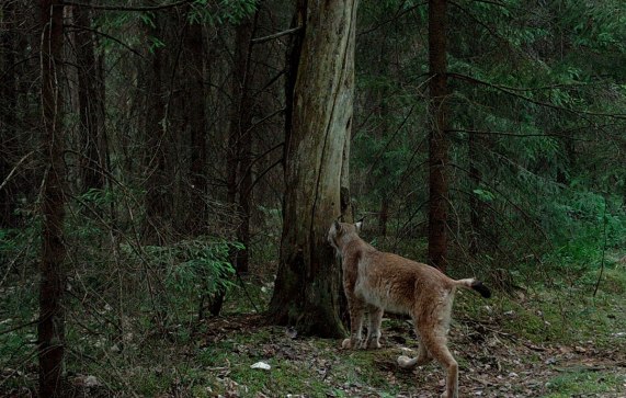 Photo by Vintses' Sidorovich