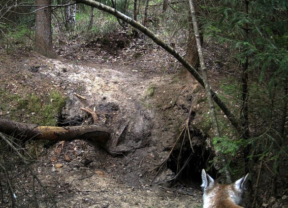 Female lynx is checking the former wolf burrow-den may be with the purpose of denning there, but the burrow is occupied by badgers nowadays