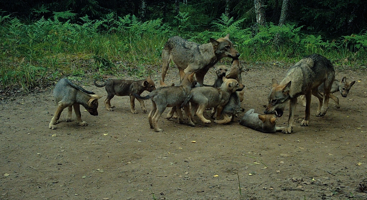 Two wolf litters, two breeding females, founding male and two pup-sitters on a camera-trap in Naliboki&nbsp;Forest
