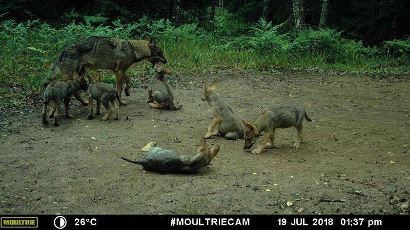 MOULTRIE DIGITAL GAME CAMERA