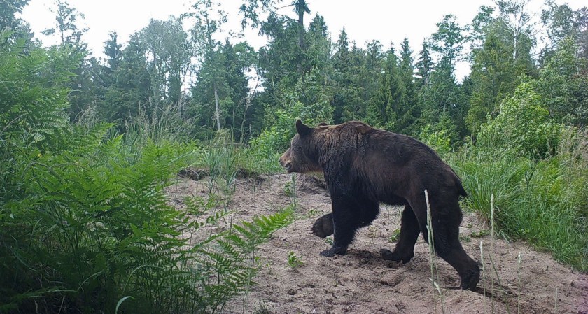 Adult male brown bear in Naliboki Forest.