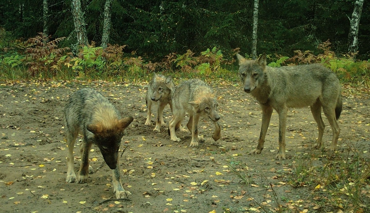 Survival of the ten pups in that large wolf family in Naliboki Forest:                  an intermediate&nbsp;report