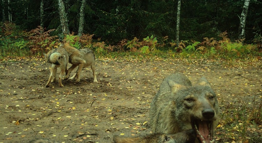 MOULTRIE DIGITAL GAME CAMERA