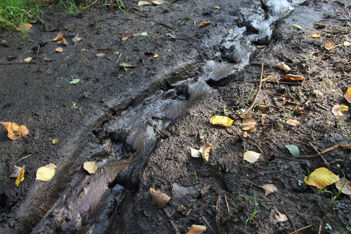 Dramatic situation in the beaver population in Naliboki Forest in relation to hotter and drier summers&nbsp;nowadays