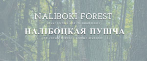 Naliboki Forest blog