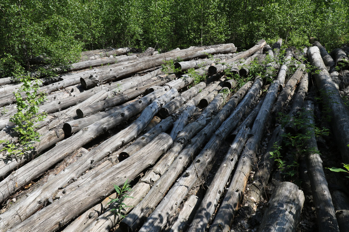 Abandoned log piles as habitat spots that are important for lynx&nbsp;families