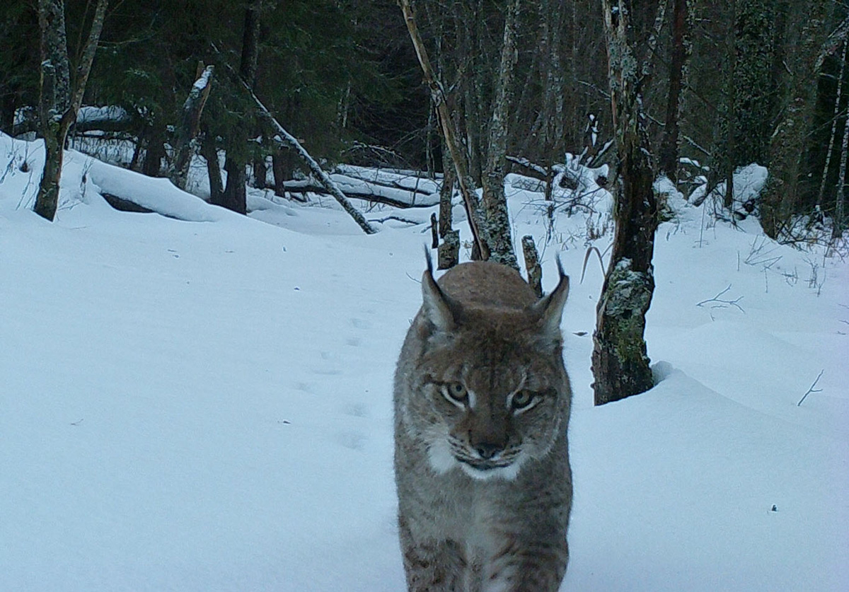 Social contacts in Eurasian lynxes exclusive of between-mate relationships and mother-kittens&nbsp;behaviour