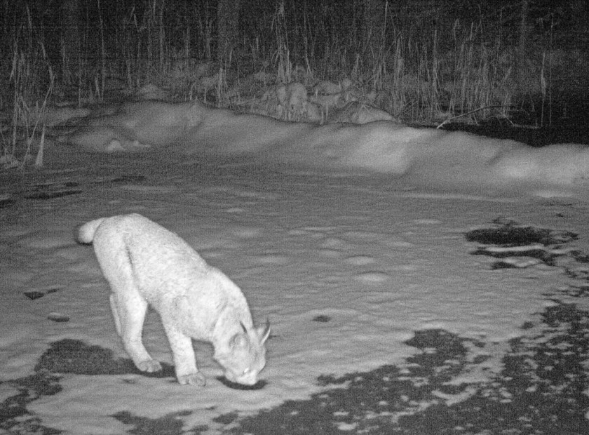 During walking-marking ways lynxes drink quite often, because they loose much water doing about ten urine marks per one kilometer on average.