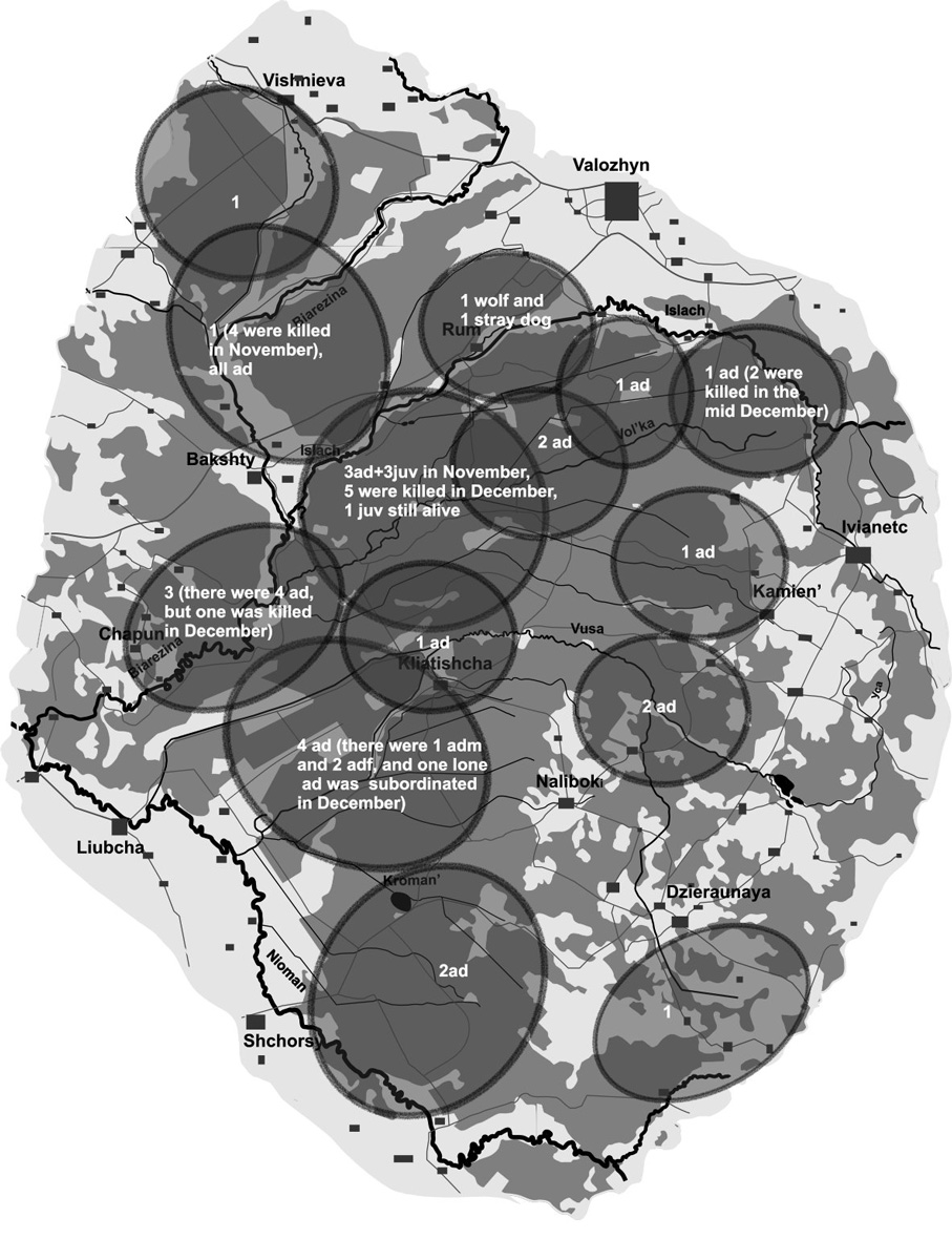 wolfNFDecember2018Web