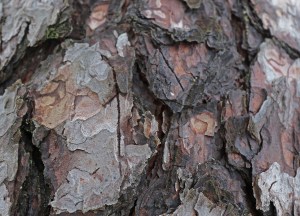 These lynx climbing marks were made by lynx in February of 2018, and now in March of 2019 they are not light red, but alredy dark brown.