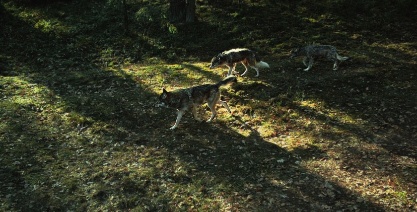 wolf pack wolf-dog hybrids