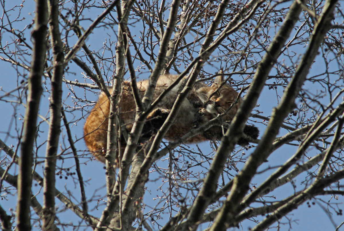Documentation of Eurasian lynx sleeping on a tree height and the species calling from a height on&nbsp;tree