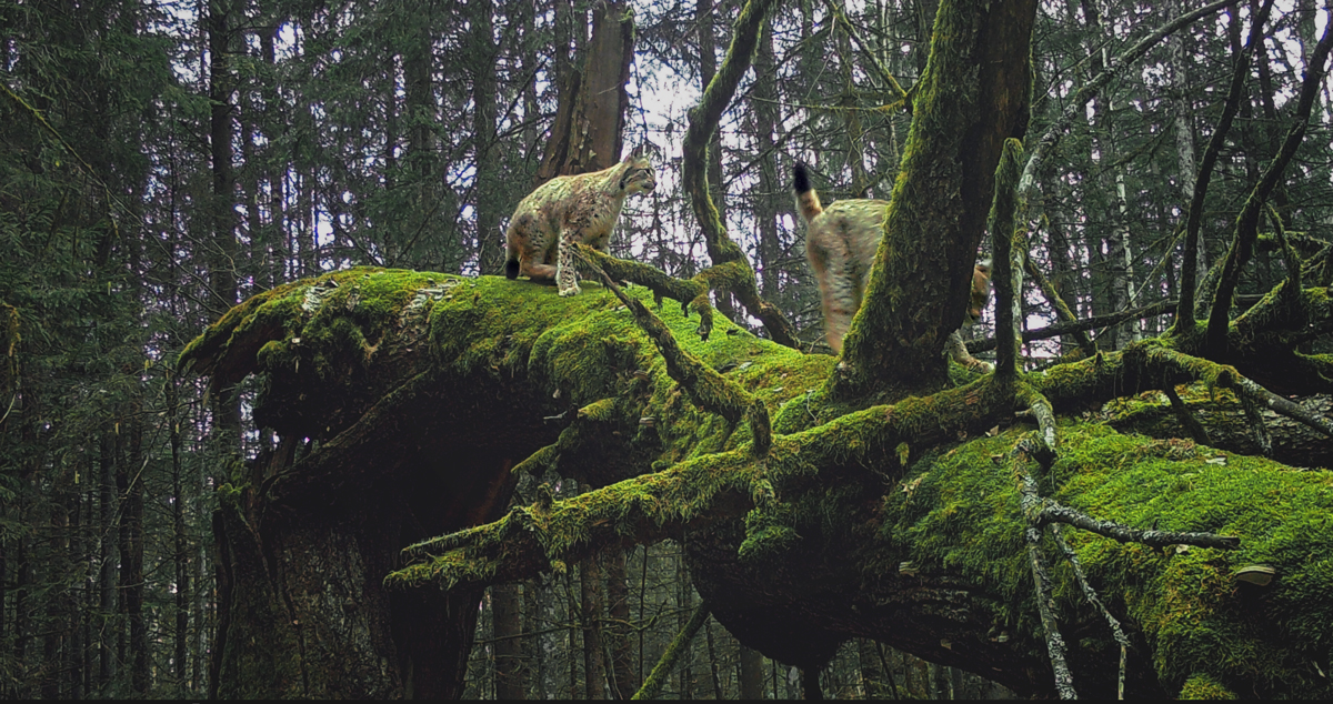 Documentation of  prolonged mating season in Eurasian&nbsp;lynxes
