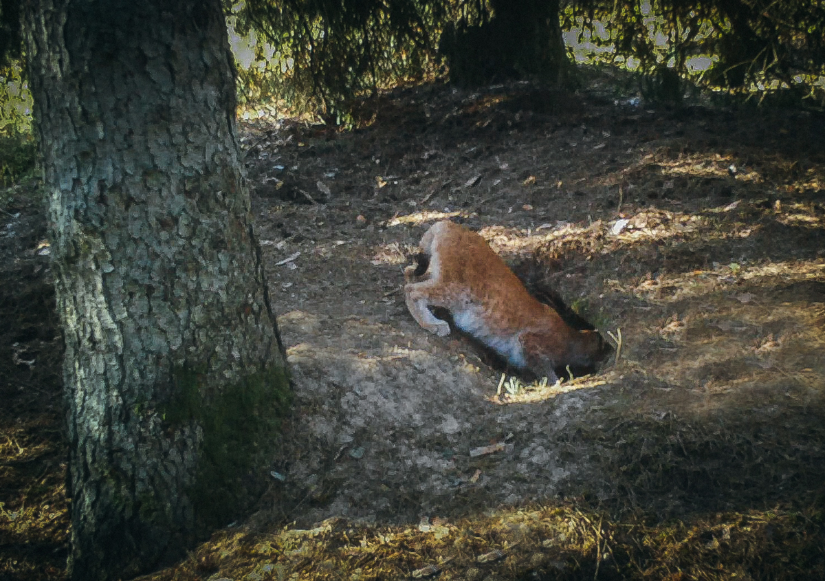 Is a burrow a suitable lair for mother&nbsp;lynx?