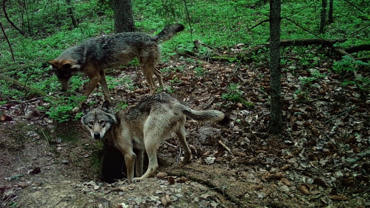 Breeding wolf couples without&nbsp;pups