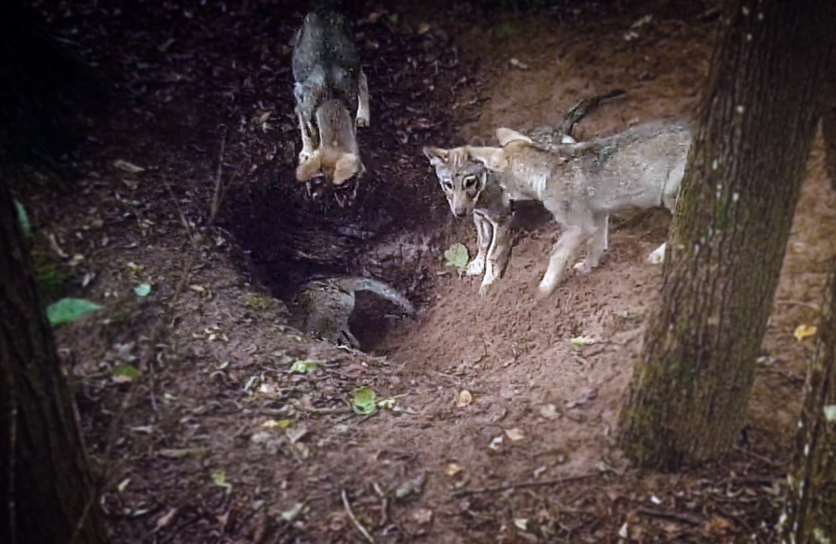 Unique parent cooperation in   multibreeding situation of wolf&nbsp;pack