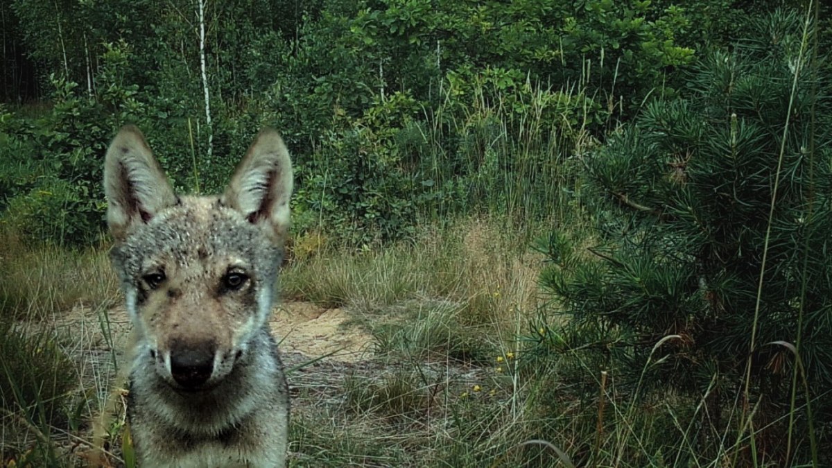 Two wolf mothers, two fathers, united pups and female pup-sitter in one homesite in Naliboki&nbsp;Forest