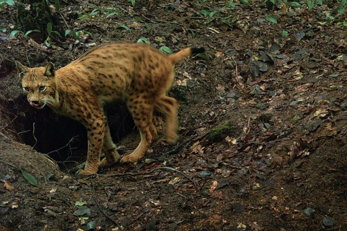 Documentation of male lynxes stalking for wolf pups in the family homesites in July-August  in Naliboki&nbsp;Forest