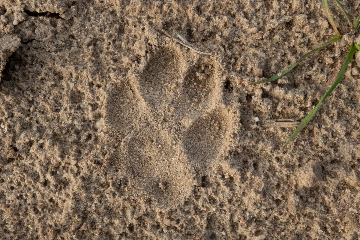 Is it possible to distinguish the golden jackal by&nbsp;tracks?
