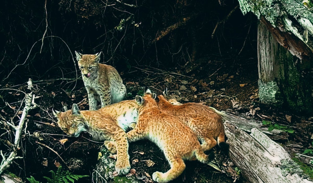 Camera-based tracing of  behaviour in a large family of Eurasian lynx in the warm season in Naliboki&nbsp;Forest