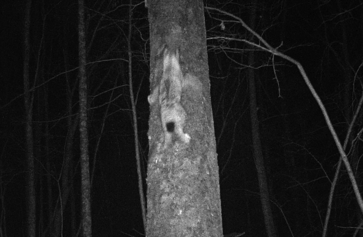 One more documentation of tree climbing by&nbsp;lynx