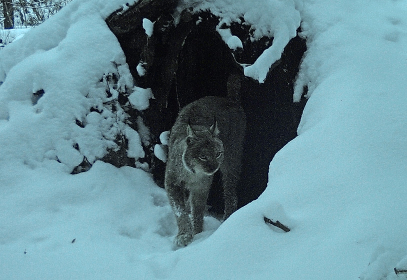 Using of cavity-shelters by Eurasian lynxes in Belarus as non-rocky forested&nbsp;region