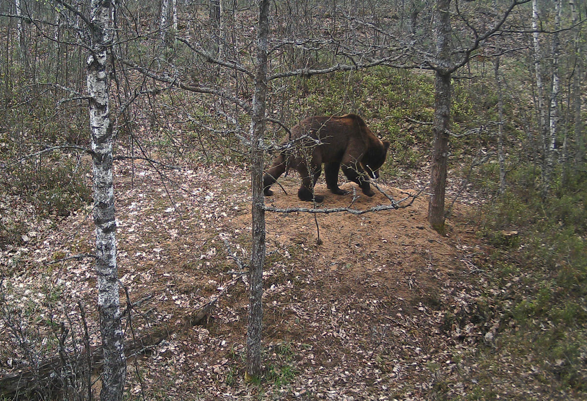 Brown bear attack on a wolf den in Naliboki Forest, central-western&nbsp;Belarus