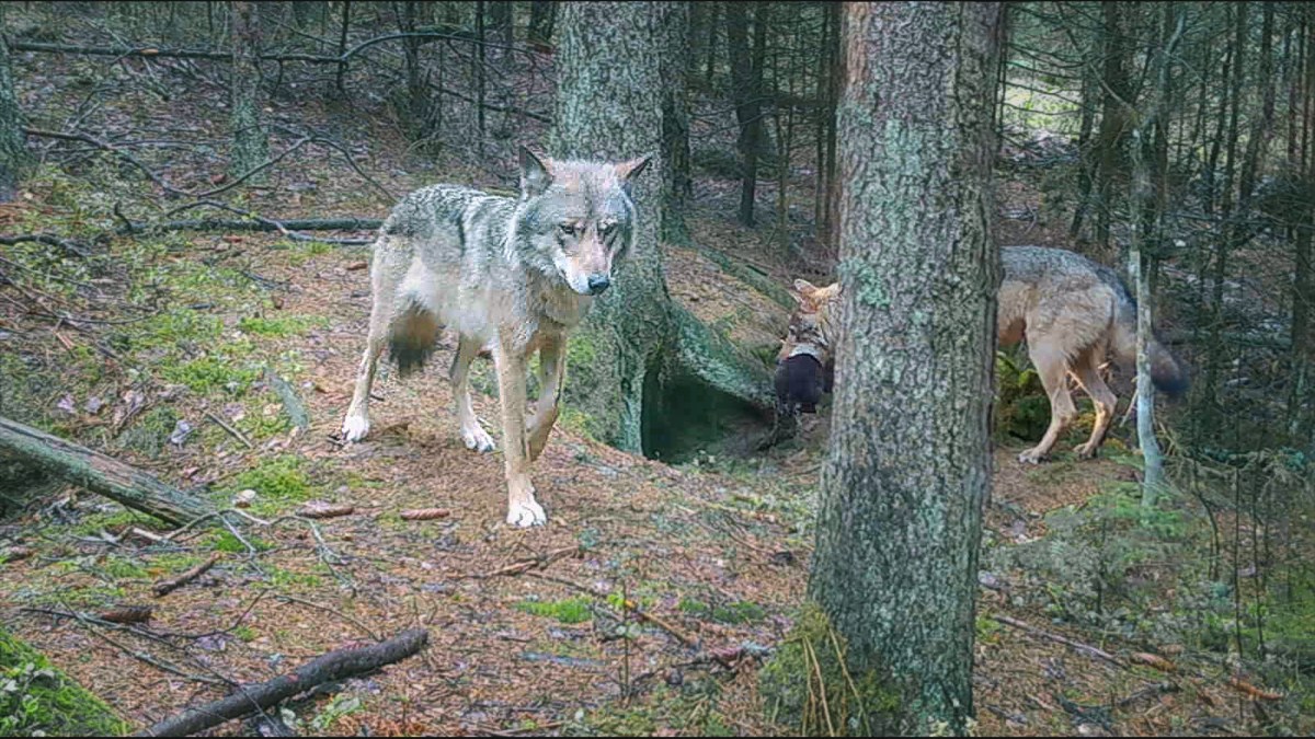Video-results of the study on wolf denning in May 2021 in Naliboki Forest: again wolves denned in burrows only and no more on open&nbsp;couches