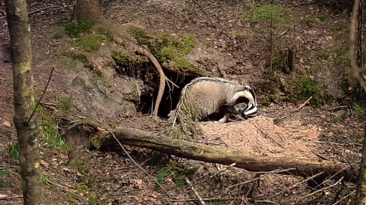 Wolf vandalizes badger sett with badger cubs&nbsp;inside