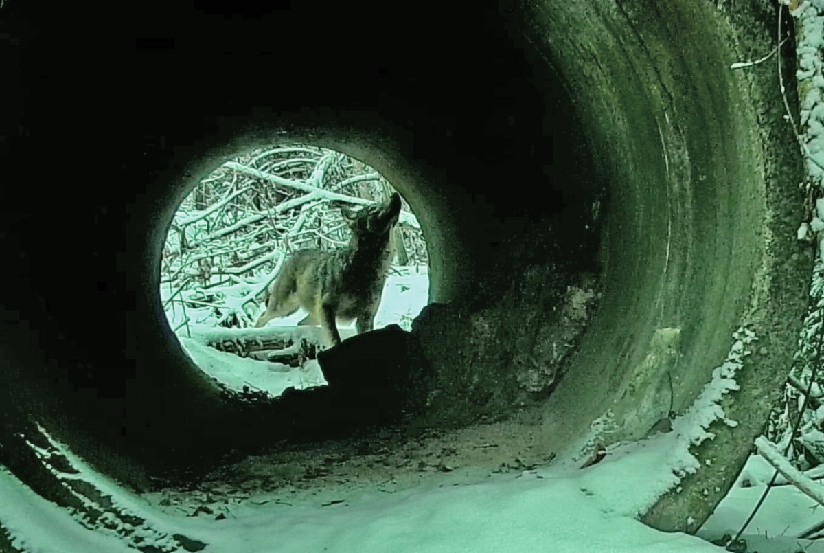 Afeared wolf is investigating a lynx marking&nbsp;spot