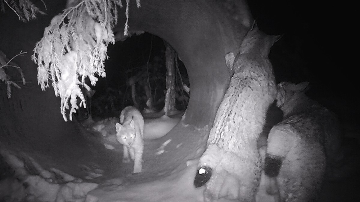 Observational insights: lynxes and wolves utilizing road pipes in Naliboki&nbsp;Forest