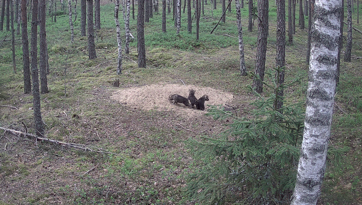 Results of wolf denning study in Naliboki Forest (April-May&nbsp;2024)