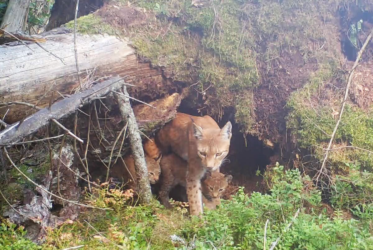 Tracking the denning behavior of a model female lynx during the summer of&nbsp;2024