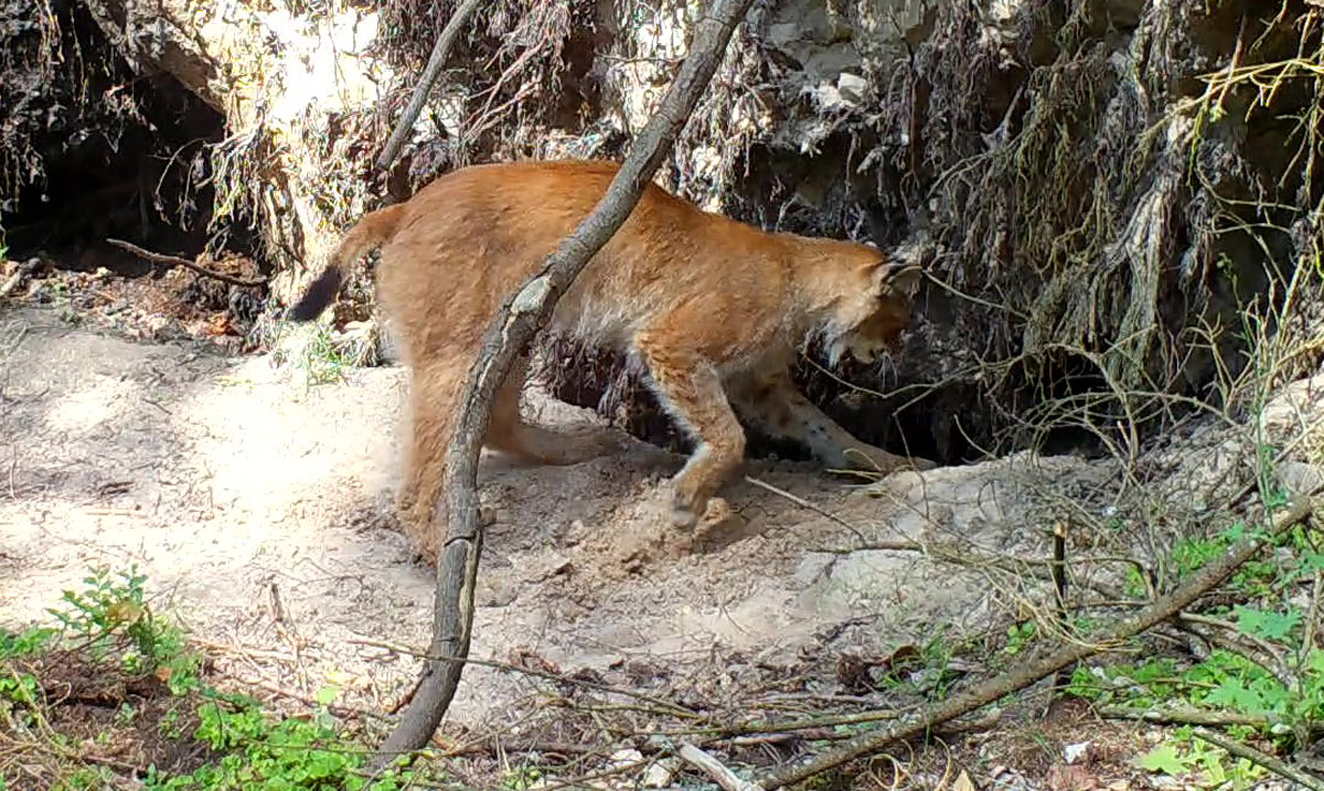 Accommodating a yearling male lynx in the original den where it was&nbsp;reared