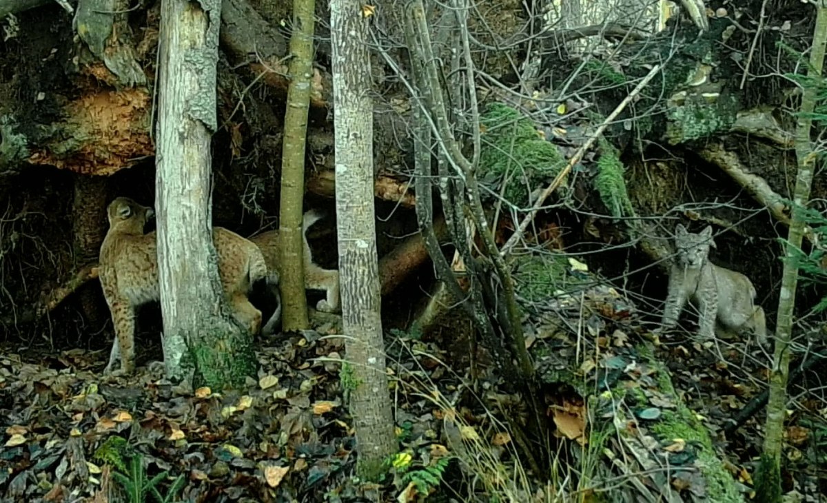 Adult male assistance in lynxes in Belarus: ideas and&nbsp;inferences