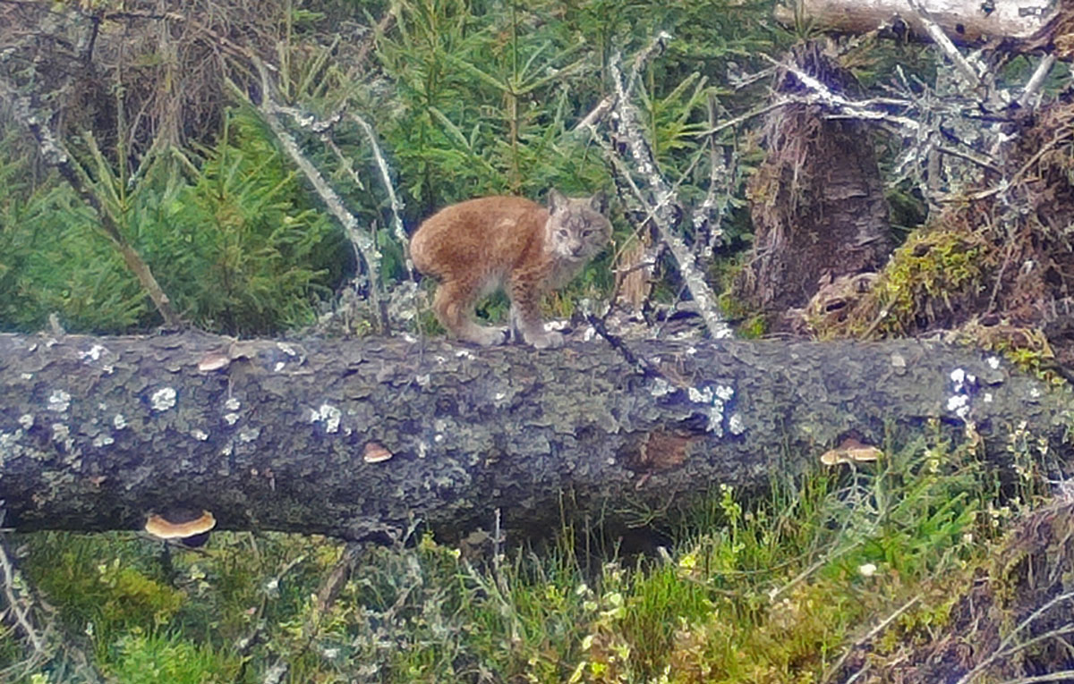Something outstanding about breeding in&nbsp;lynxes