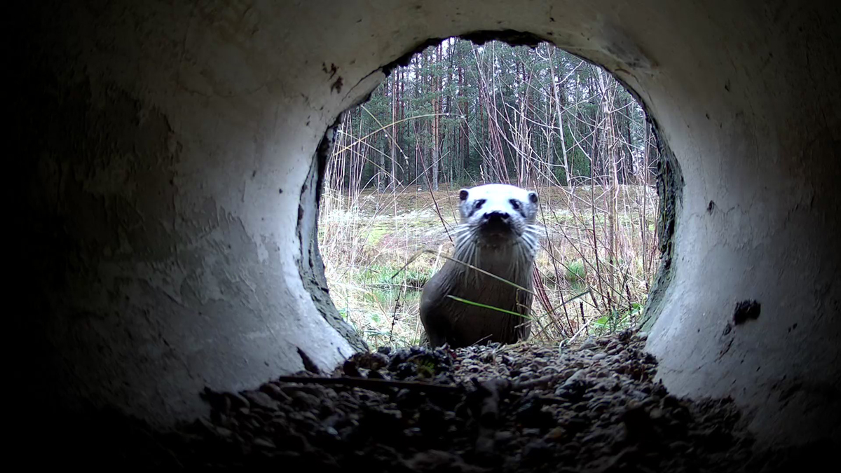 Otters at the Vilija-Minsk water supply&nbsp;canal