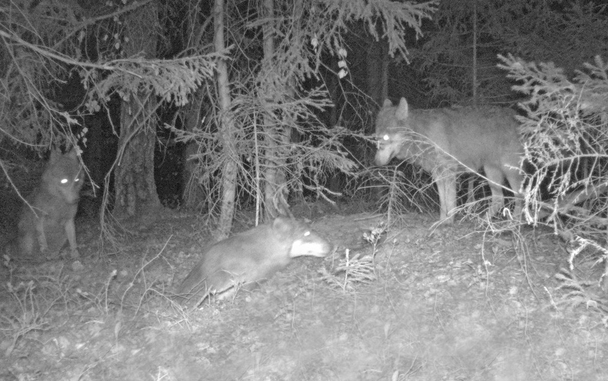 Study on the wolf breeding in Naliboki Forest (April-May 2025): a short&nbsp;report